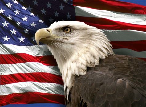 american flag and eagle pictures|eagle with flag background.